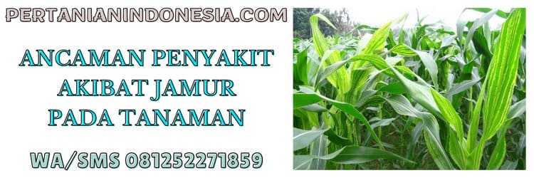 ancaman,penyakit,jamur,cendawan,tanaman